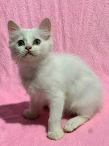 DLH mix | Handsome Full White Boy Kitten