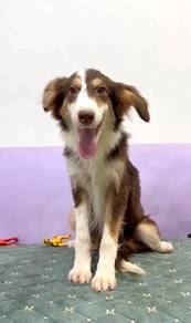Border collie imported