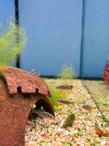 Galaxy Rasbora