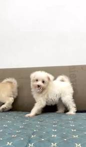 Pomachon puppy