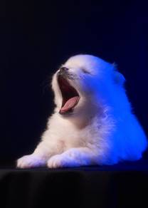 Pomeranian Puppy Male