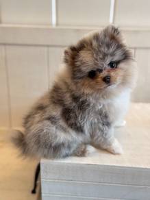 N5660 Plush Pomeranian cute face puppy Puppy