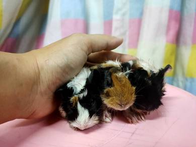 Guinea Pig 