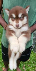 Siberian Husky Puppy