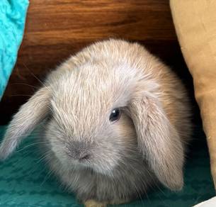 Holland Lop Baby Rabbit