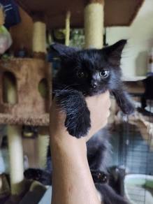 Male - Longhair 