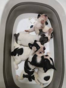 French Bulldog 