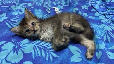 Anak kucing kitten untuk dijaga adopt