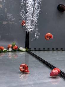 Apple Snail