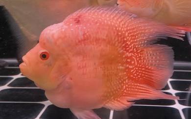 king kong parrot fish 
