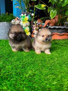 Tiny Pomeranian