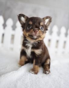 CHIHUAHUA PUPPIES 158 🌷Head Apple Cute Dog