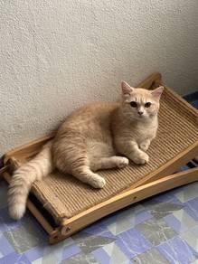 Male Munchkin