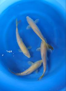 Japanese koi