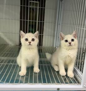 British shorthair kitten