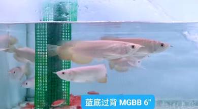 MGBB Crossback Arowana  6"