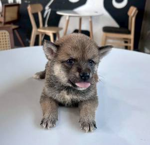 SHIBA INU PUPPIES S35🐻 Adorable Shiba Male-Female