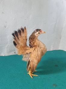 Ayam Serama Rinting
