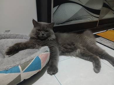British Longhair Cat