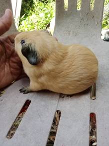 guinea pig betina mix california