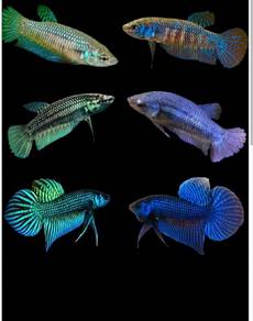 betta fish 
