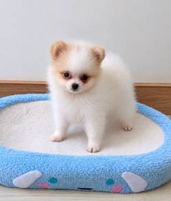 Pomeranian Parti Male Puppy PROMO