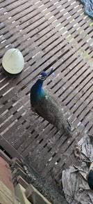 Matured Peacock - Merak dewasa
