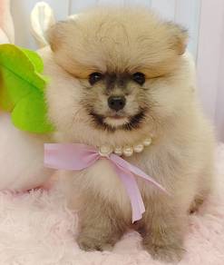 Pomeranian