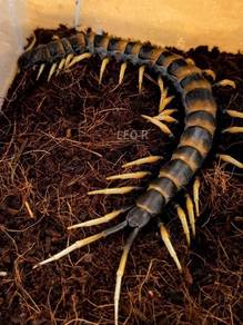 Scolopendra Sp. 'Piceoflava' Centipede / Lipan