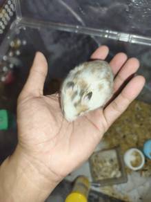 hamster syrian untuk di jual 