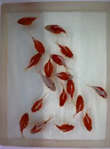 Japanese koi