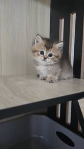 MUNCHKIN Male