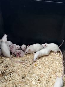 mice mickey mouse