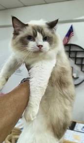 Ragdoll Quality Female Import kitten