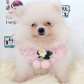 Pomeranian