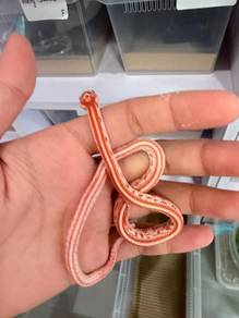 Amel Tessera Corn Snake （2）