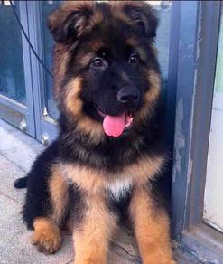 German Shepherd
