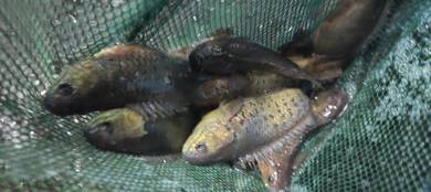 ikan puyu hybrid siam
