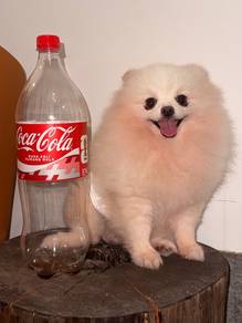 teacup pomeranian (stud service)