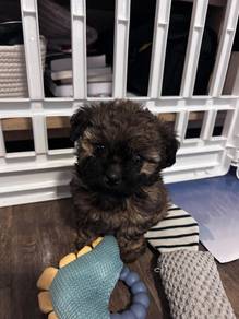 F4031 Tippy-toed Maltipoo stealing hearts everywhe