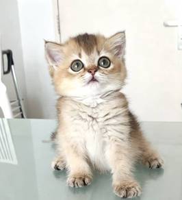 British shorthair kitten BSH kitten munchkin kitte