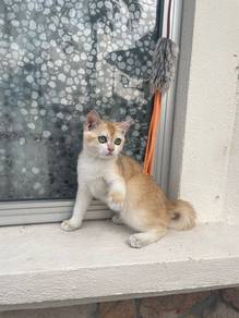 Bsh Golden Ny12