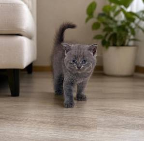 British Shorthair Female Kitten 