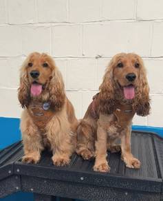 Cocker spaniel puppies f