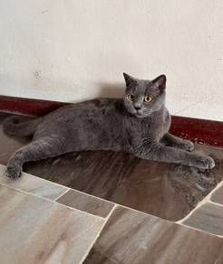 British Shorthair (BSH) Blue Female