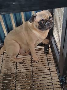 pug 