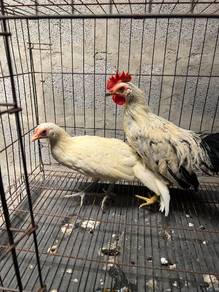 Ayam Phoenix 