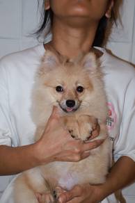 J0846 Pomeranian Beautiful Coat Puppy