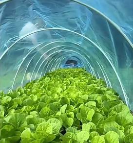 12s x 6m x 3m UV sheet / Greenhouse Film