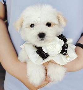 Maltipoo